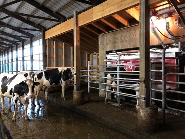 Lely Astronaut robotic milking system