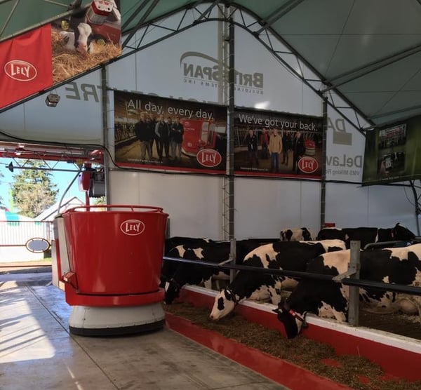 Dairy cows eating from Lely Juno automatic feeder