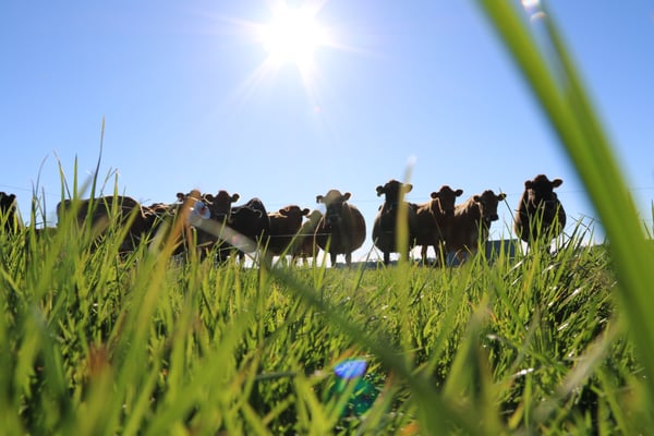 Transition to grazing may not be easy for your herd. Make it easier with the Lely Grazeway
