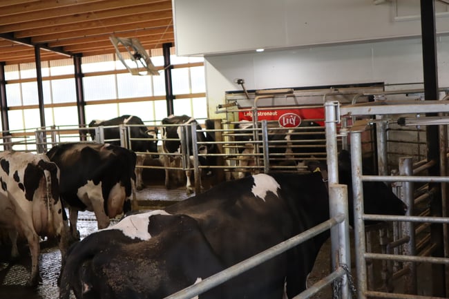Cowns near Lely Astronaut A5 robotic milking system