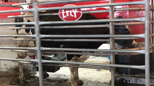 Four Cubs Farm dairy cow using a Lely Astronaut A4 robotic milking machine..