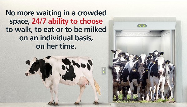 Free cow traffic has proven to add, on average, 2.2 lbs of milk per cow per day more than guided or forced cow traffic.