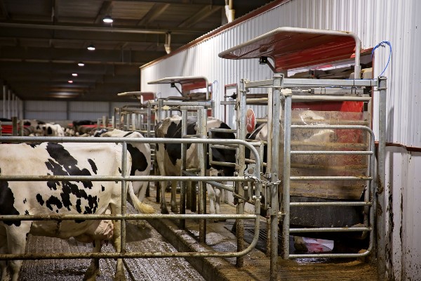 Dairy cows using Lely Astronaut A5 robotic milking machine