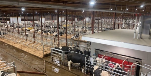 Horsens Homestead Dairy houses 12 Lely Astronaut A5 robotic milking systems