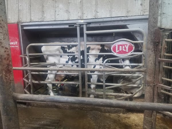 Lely Astronaut robotic milking system