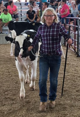 Adrienne Siemens showing a dairy cow.