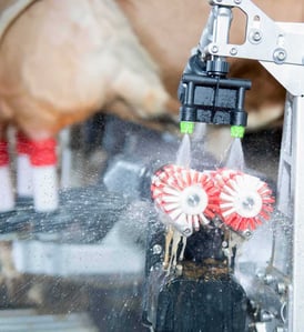 Pretreatment Astri L brush prepares to clean dairy cow udders.