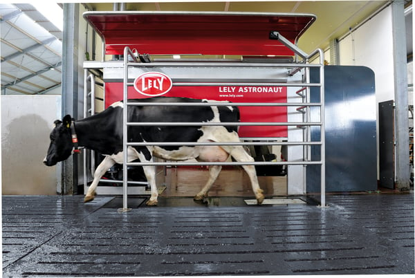 Dairy cow exiting Lely Astronaut A4 milking machine.