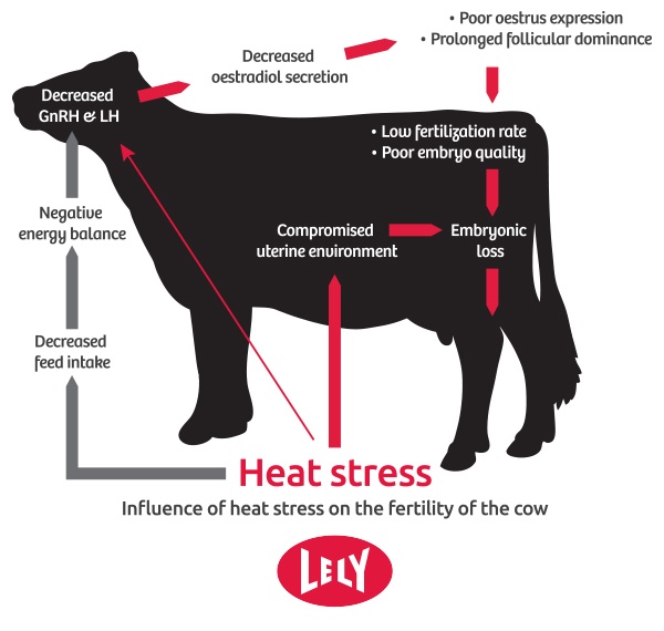 Lely preventing cow heat stress graphic