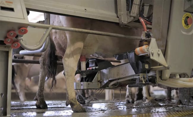 Jersey milking with Lely Astronaut 