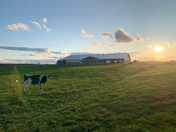 lely robotic milking