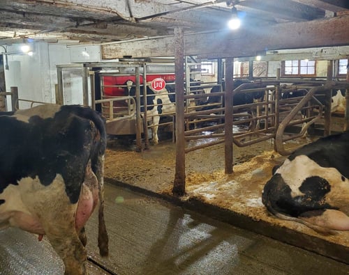 Inside Wagholm Farms barn with Lely Astronaut A4 robotic milking system