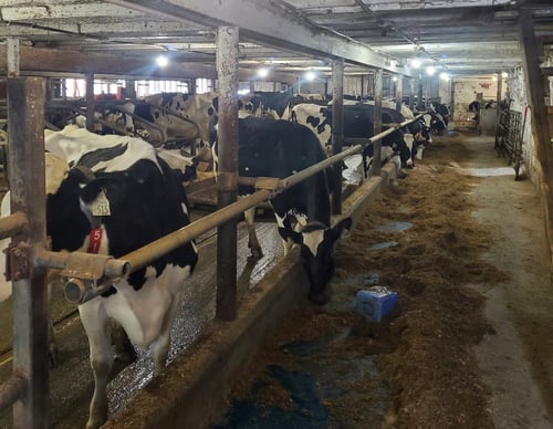 Inside Wagholm Farms' bank barn