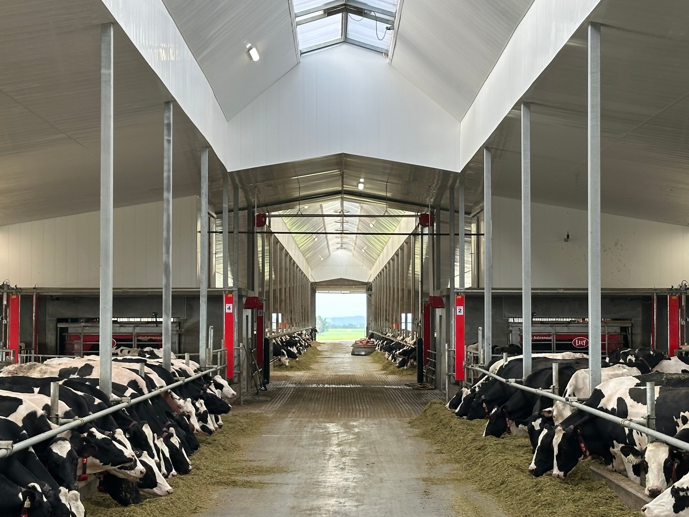 feed alley in barn with Lely Juno and cows