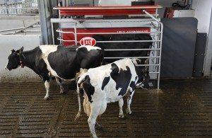 Dairy cows using Lely Astronaut robotic milking machine.