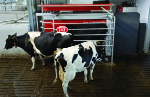 Holstein cows walk to milking robot