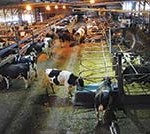 Dairy barn with cows using Lely A4 robotic milkers.