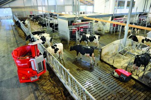 Dairy cows eating from Lely Vector automatic feeder