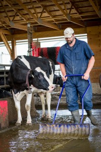 Curtis Sache with dairy cow