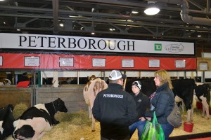 4-H supporters checking out dairy cows.