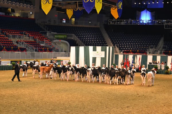 TD 4-H Dairy Classic judging of dairy cows. 