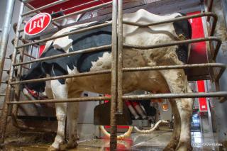 Dairy cow hoof health