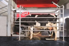 Dairy cow awaiting robotic milking