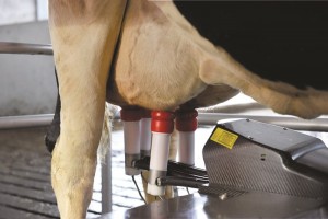 Dairy cow robotic milking