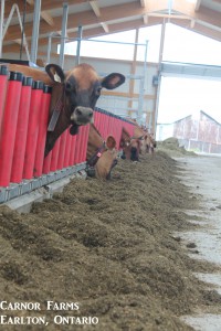 Dairy cows at Carnor Farms