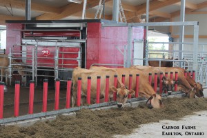 Carnor Farms Dairy Barn