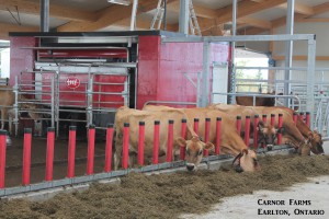 Carnor Farms Dairy Barn