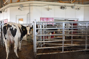 Dairy cow awaiting robotic milking