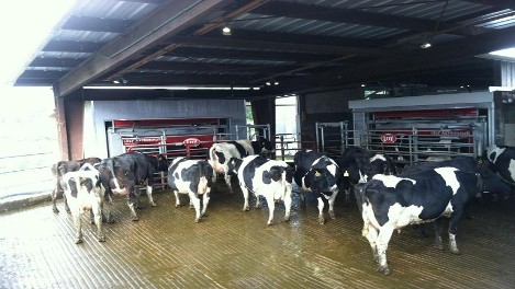 Dairy cows going through robotic milking machines.