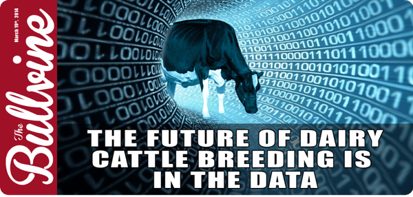 The Future of Dairy Cattle Breeding is in the Data