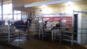 Lely Astronaut robotic milking system