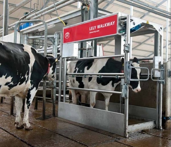 Lely Walkway automatic foot bath