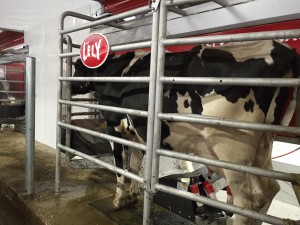 Dairy cows awaiting robotic milking