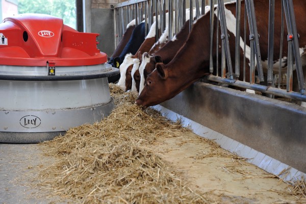 The Lely Juno automatic feed pusher keeps fresh feed in front of your cows 24/7