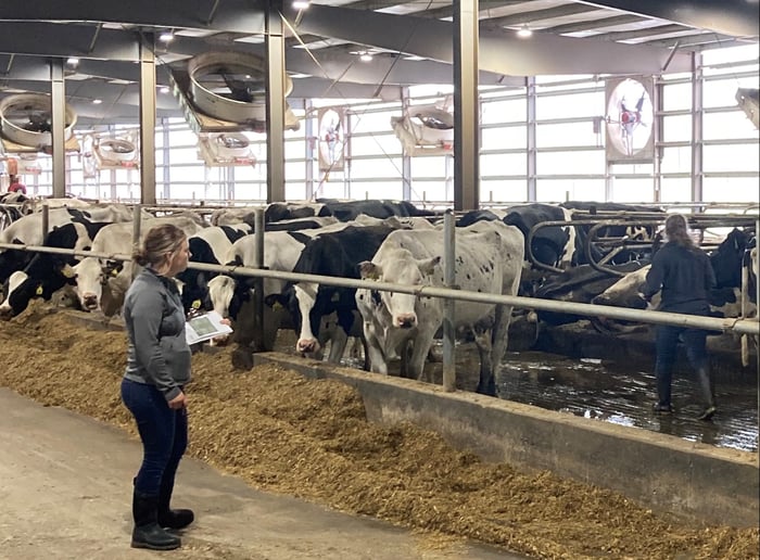 Jackie Plank observing cows