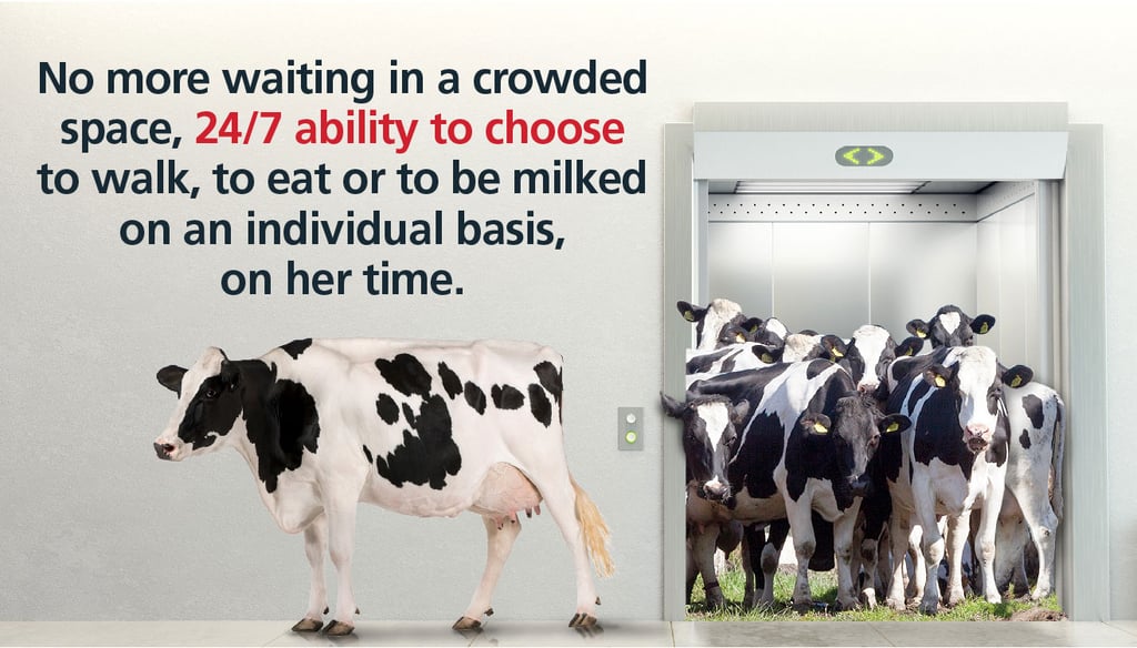 Free cow traffic has proven to add, on average, 2.2 lbs of milk per cow per day more than guided or forced cow traffic. Free cow traffic has proven to add, on average, 2.2 lbs of milk per cow per day more than guided or forced cow traffic.