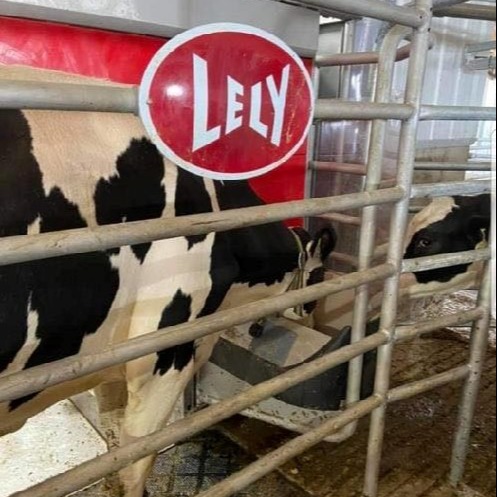 Lely Astronaut A5 at Mormann Dairy