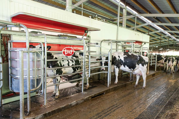 Lely Astronaut A5s at Robert Giacomini Dairy