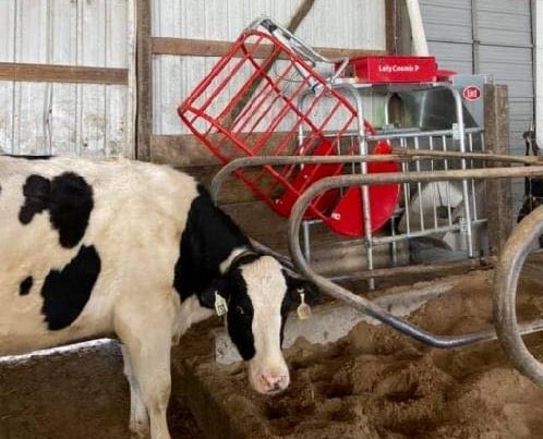 Lely Cosmix at Mormann Dairy