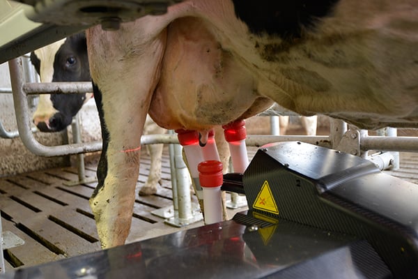 Dairy cow udder in robotic milking machine