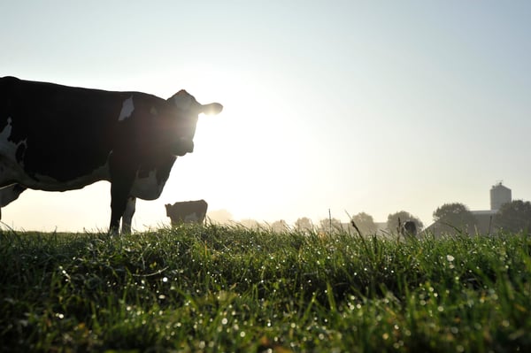 The use of automated milking systems enables organic dairies to meet growing consumer demands.