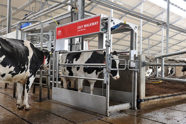 Improve cow health with the Lely Walkway by regularly and efficiently caring for their hooves with an animal-friendly solution
