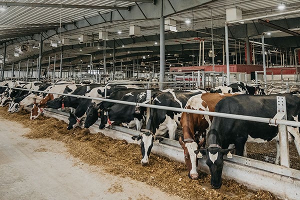 Cows at the feed fence