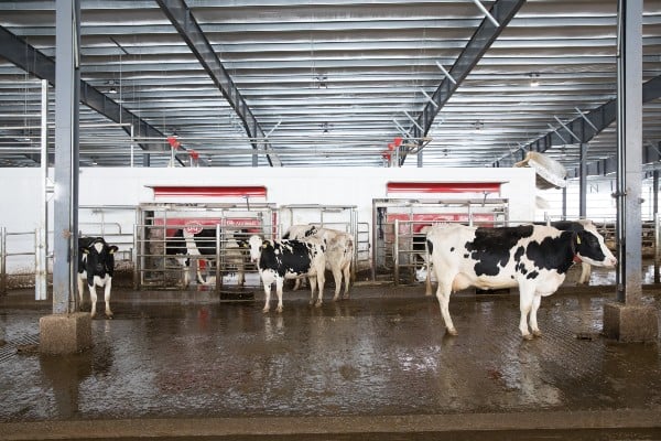 The new building currently houses 18 Lely Astronaut A5 robotic milking systems that milk 950 cows.