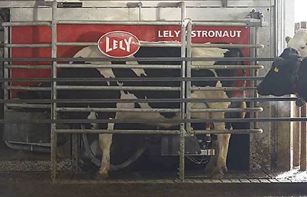 Demerath Farms was the first dairy in Nebraska to use robotic milking. Nebraska Dairy Systems assisted them through the process.