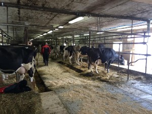 Dairy Barn with an integrated fly control program